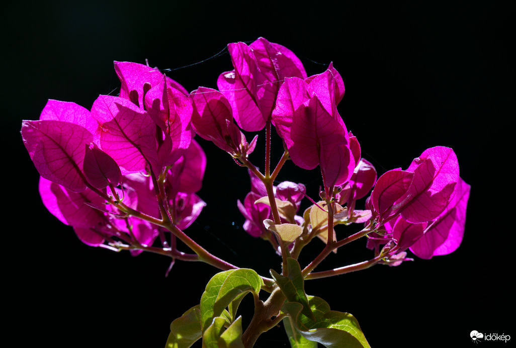 Bougainvillea - Murvafürt