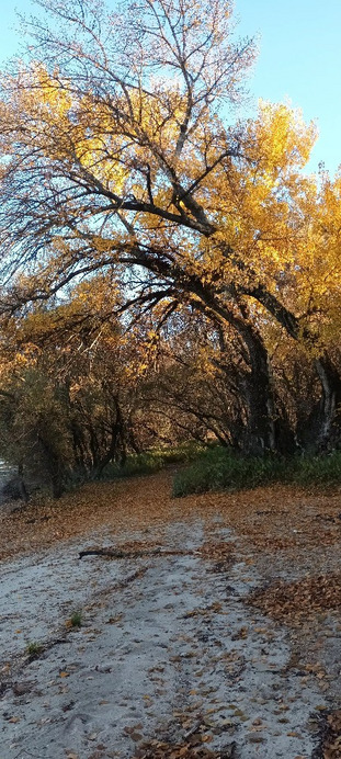 Kravany nad Dunajom