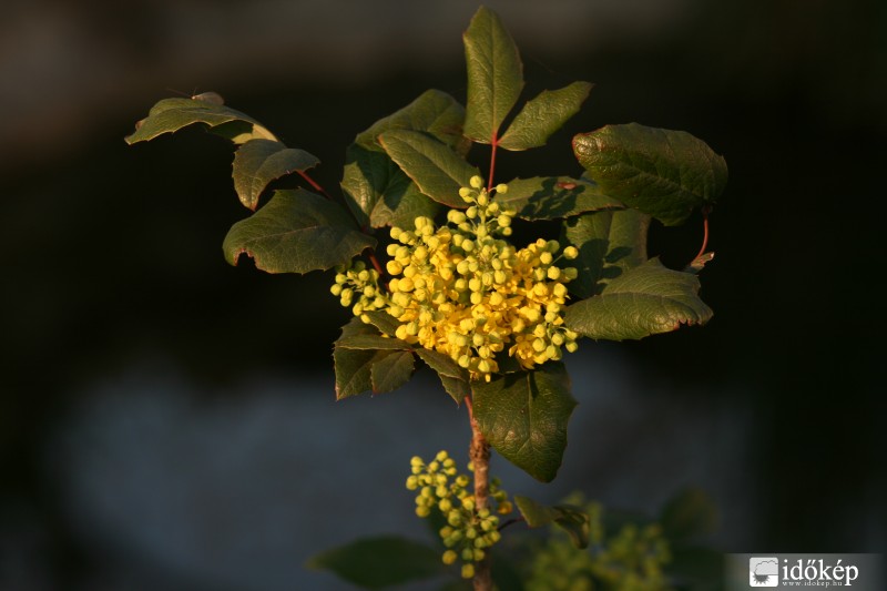 IIlex Aquifolium