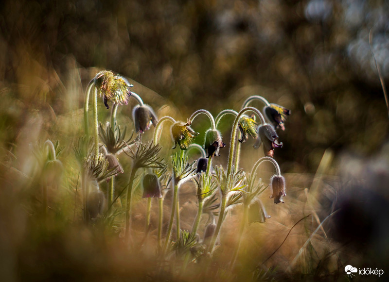 Pulsatilla pratensis subsp. nigricans