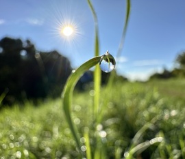 Harmatgyöngy