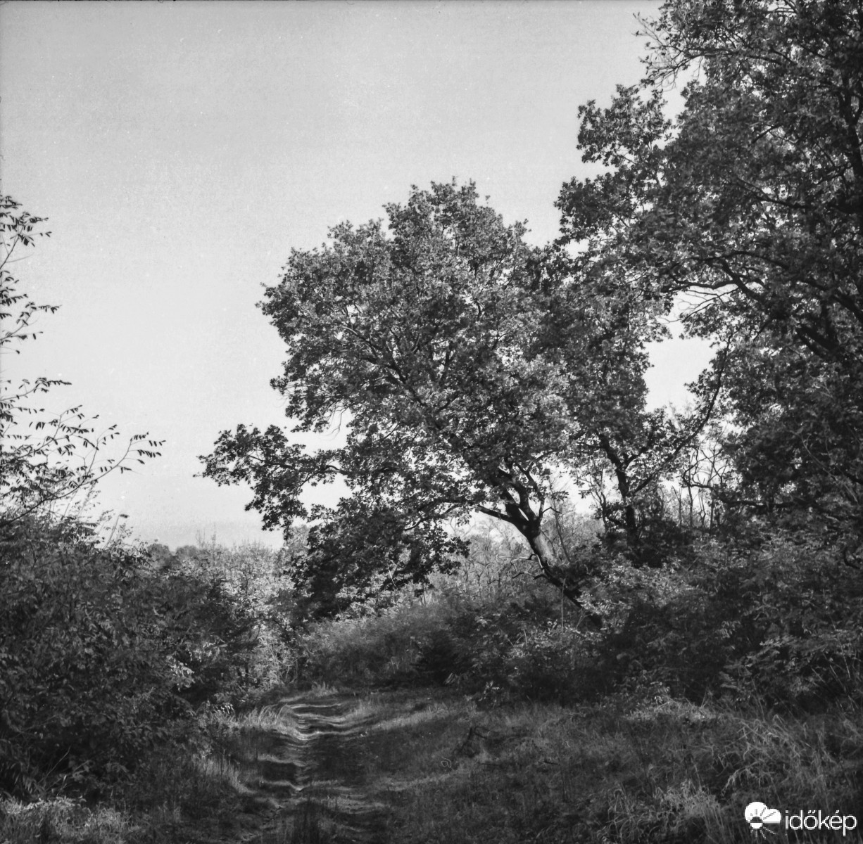 Pentacon Six TL-Ilford Delta 100 negatív