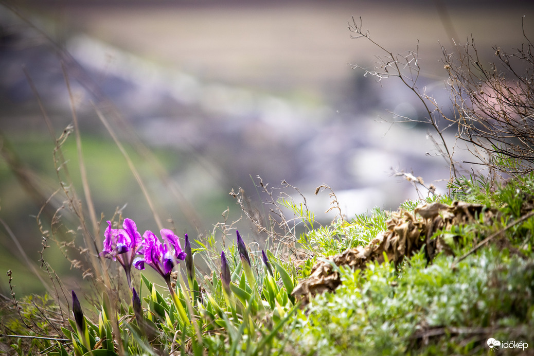 Apró nőszirom (Iris pumila) a Füzéri Várhegyen