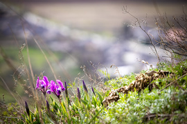 Apró nőszirom (Iris pumila) a Füzéri Várhegyen