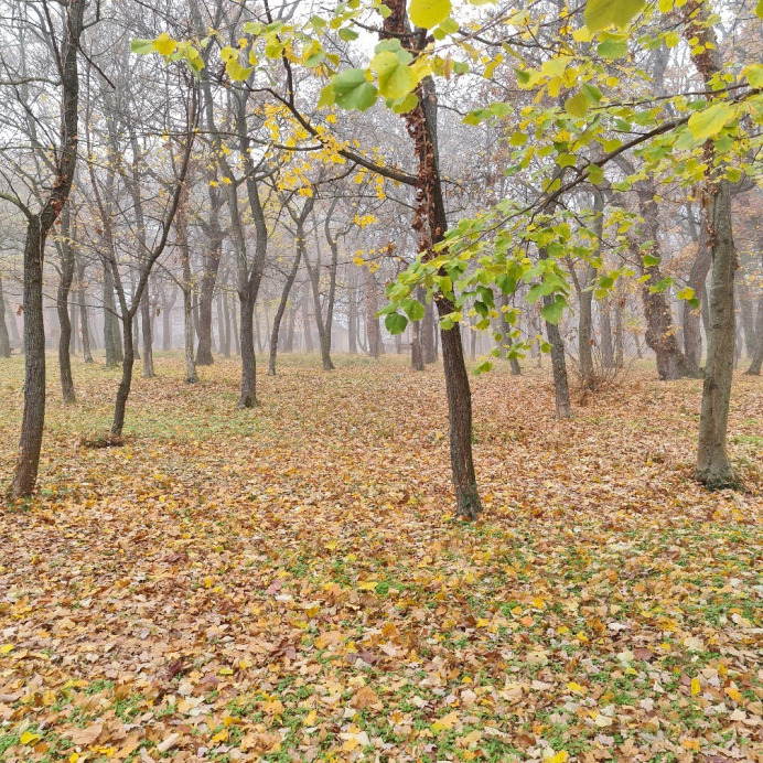 Balatonfűzfő