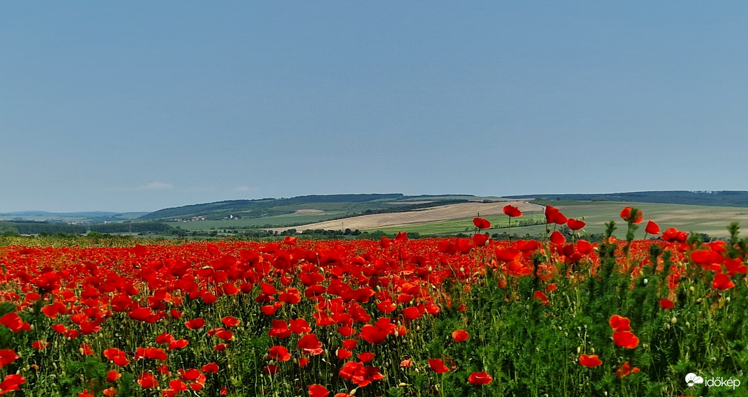 Pirosló mező 