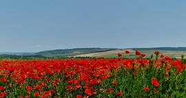 Pirosló mező 