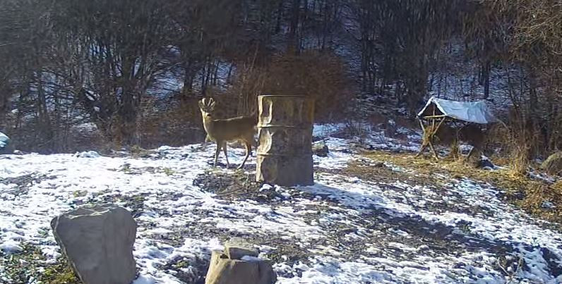 Filmdzsungel webkamera