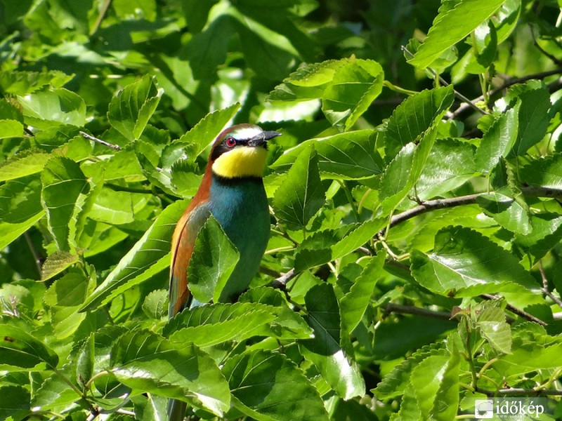 Gyurgyalag