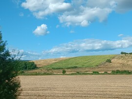 Buják