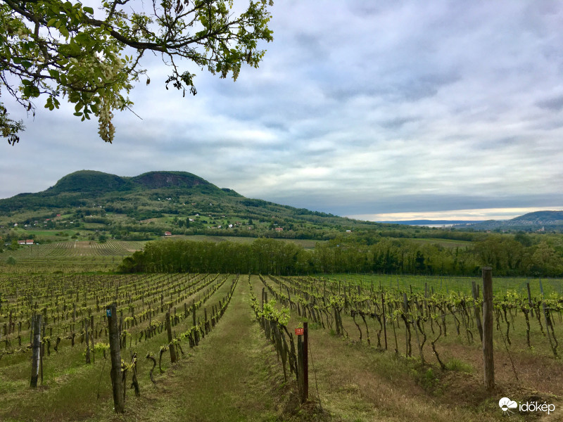 Virágzik az akác a Balaton-felvidéken is :)