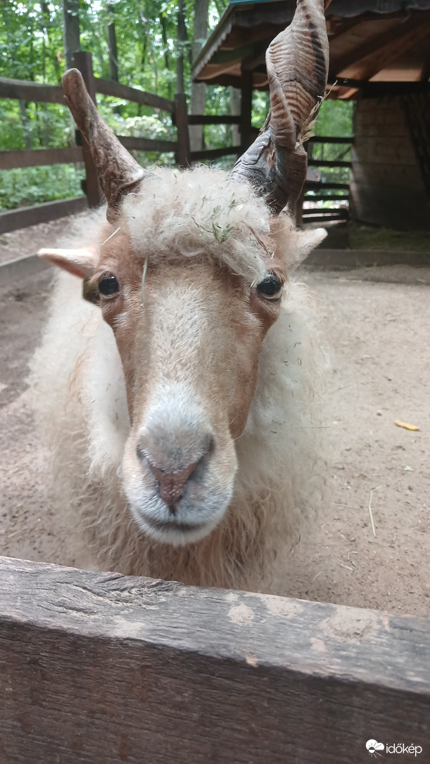 Magyar racka juh csemege kunyerálás közben a Nyíregyházi állatparkban. :)