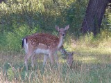 Bambi testvérei