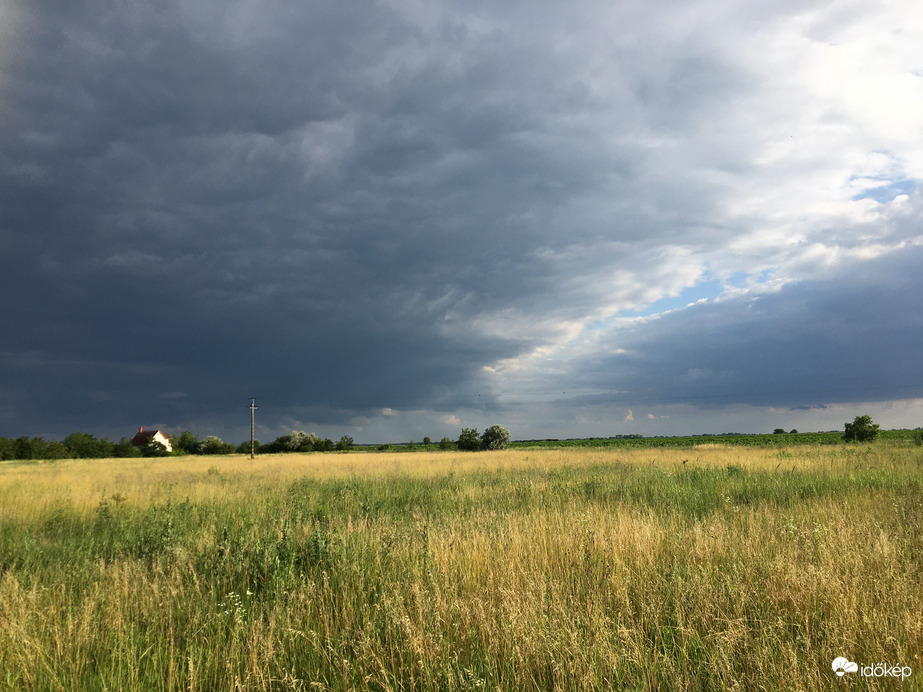 Sarud, Tisza-tó