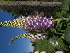 Gyűszűvirág (Digitalis)