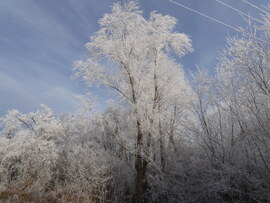 2025.01.02. Zúzmara