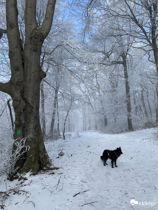 Dobogókői túra 01.19.