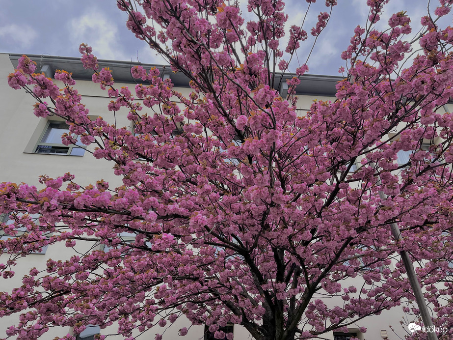 Sakura