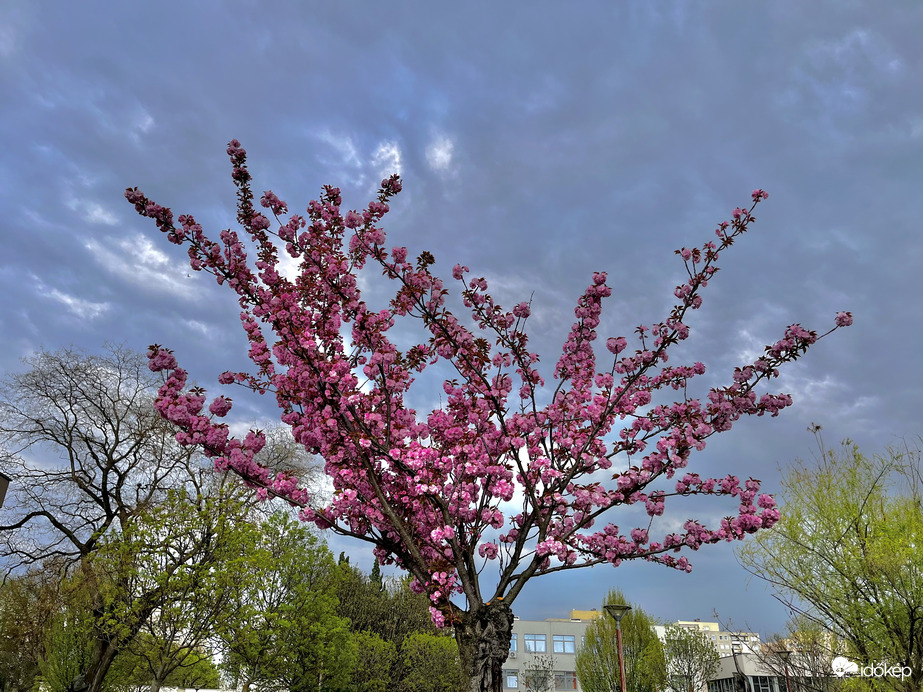 Sakura