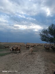 Остојићево