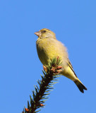 Fennt a csúcson 