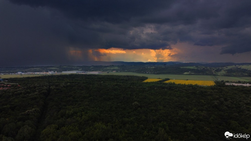 Szirmabesenyő