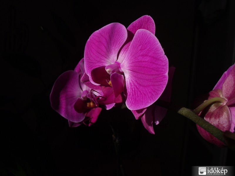 Orchidea