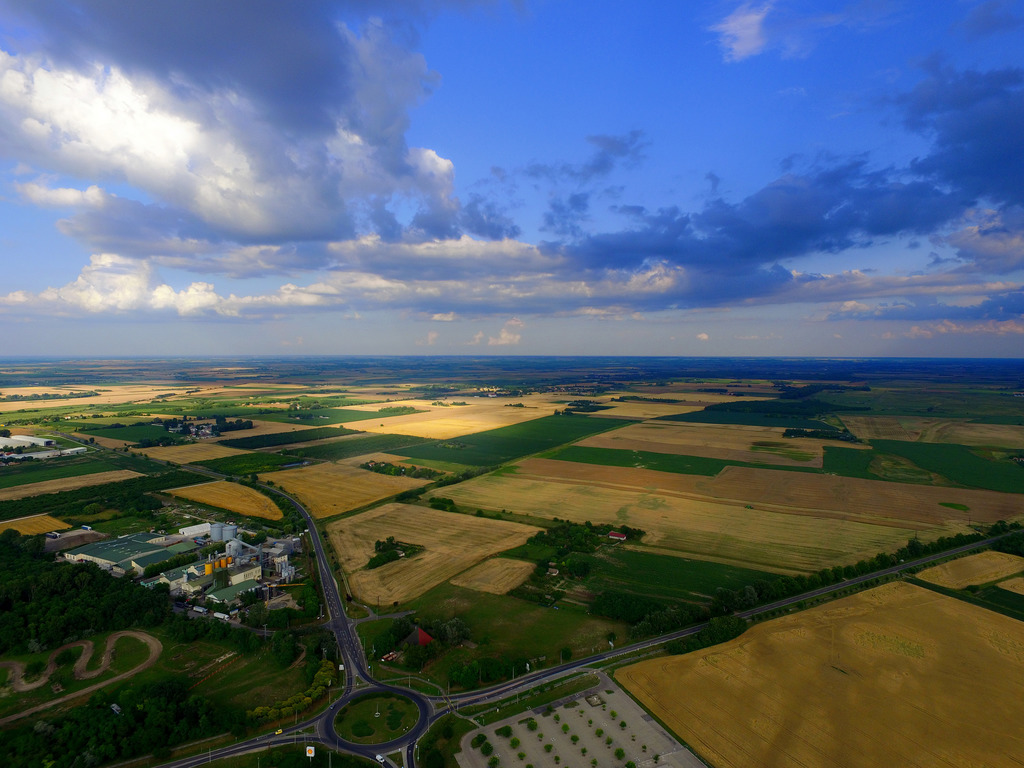 Aranyló búzamező