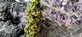 Xanthoria parietina