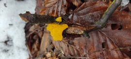 Tremella mesenterica