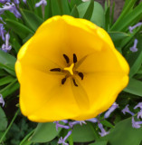 sárga tulipán