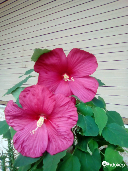 Hibiszkusz