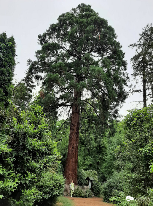   Szarvasi Arborétum - Hegyi mamutfenyő 