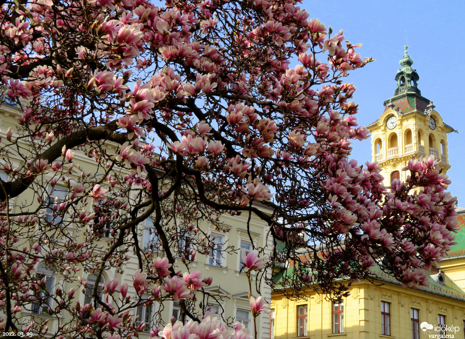 VÁROSHÁZA MAGNÓLIÁVAL Szeged