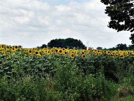 Mezőcsokonya