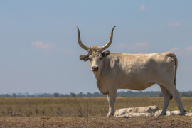 Magyar szürke