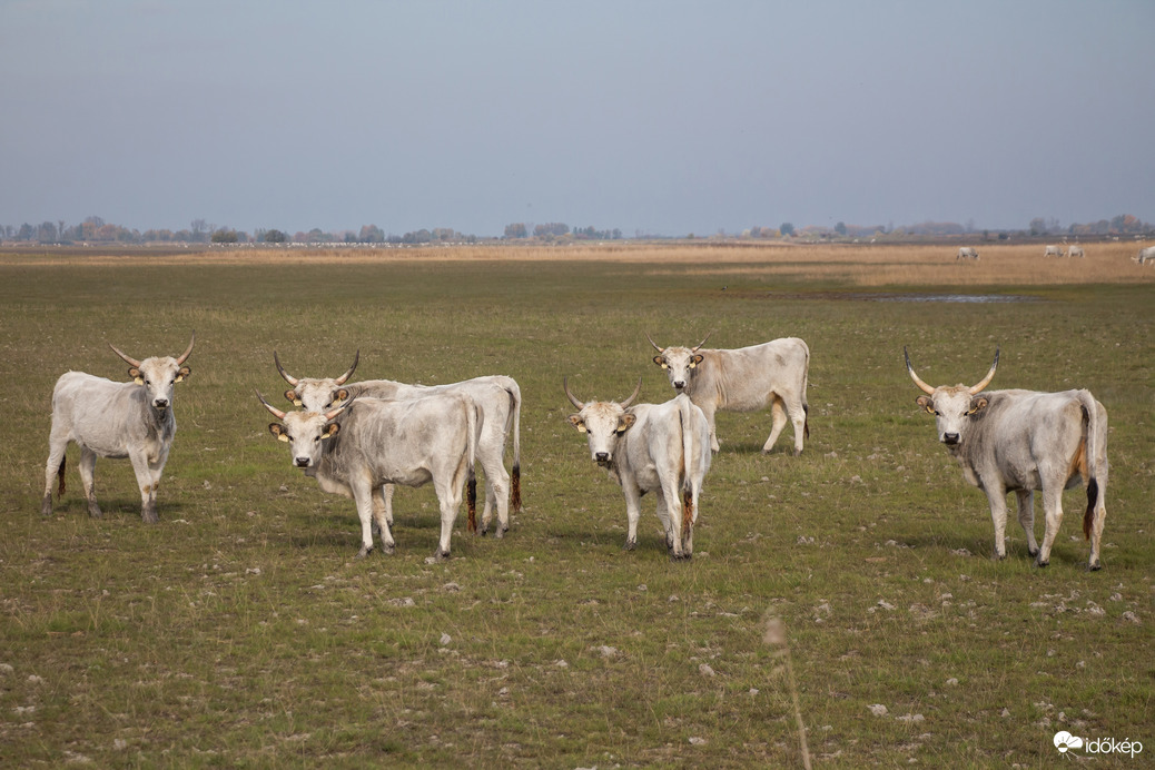 A Magyar puszta