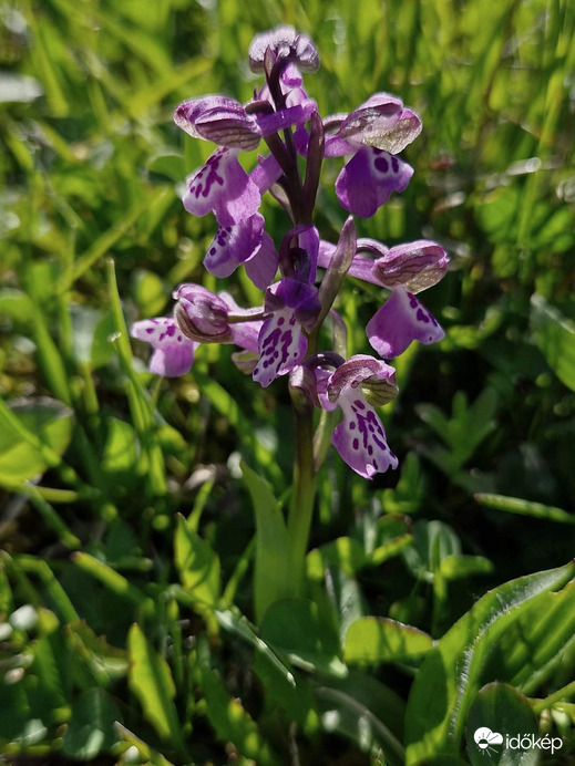 Mezei orchidea (agárkosbor) 