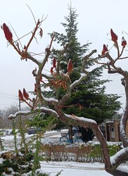 Leesett az első hó Kecskeméten