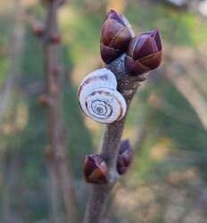 Egy "téli" kép