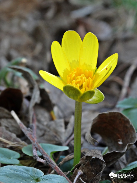 Salátaboglárka (Ranunculus ficaria L.)