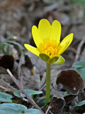 Salátaboglárka (Ranunculus ficaria L.)