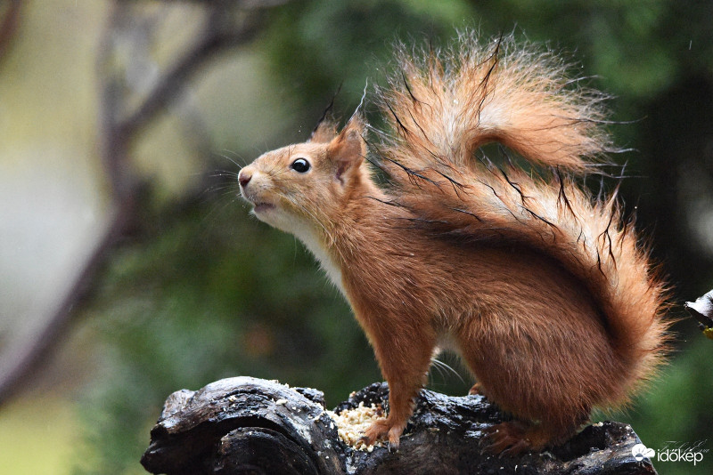 Mókus-(Sciurus vulgaris)