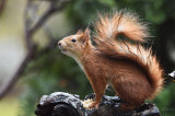 Mókus-(Sciurus vulgaris)