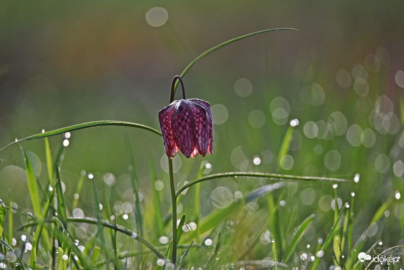 Mocsári kockásliliom-(Fritillaria meleagris)