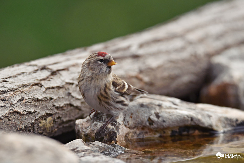 Zsezse-(Acanthis flammea)