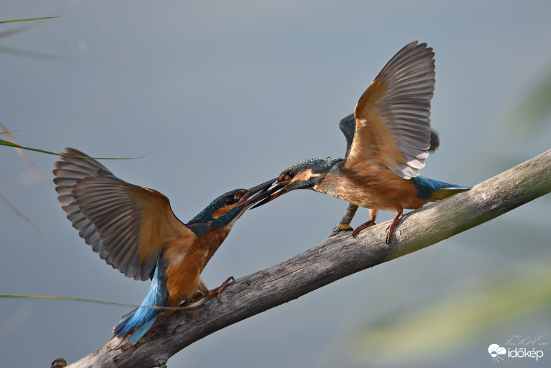 Jégmadár-(Alcedo atthis)-ak