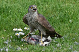 Karvaly (Accipiter nisus)