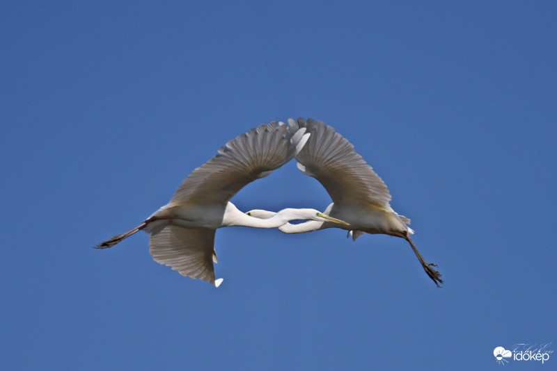 Nagy kócsag-(Ardea alba)