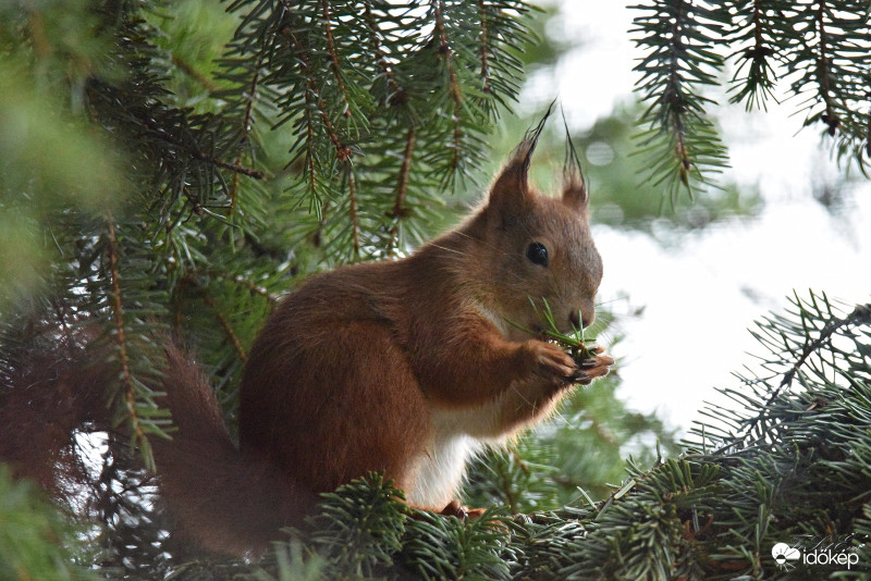 Mókus-(Sciurus vulgaris)